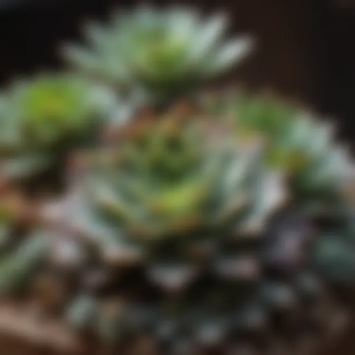 A close-up view of a succulent arrangement