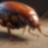 Detailed anatomy of a cockroach highlighting its structure and features