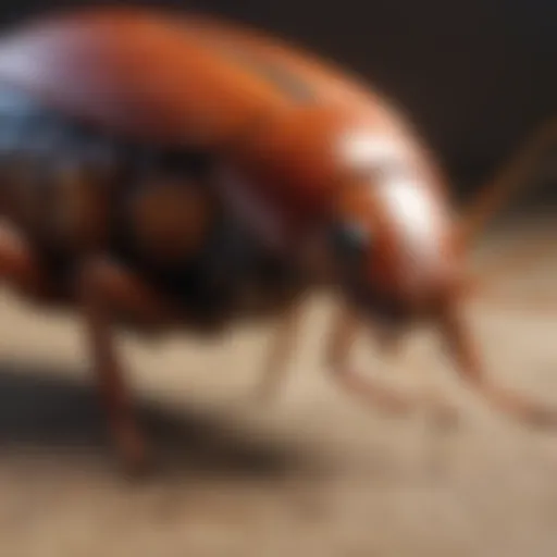 Detailed anatomy of a cockroach highlighting its structure and features