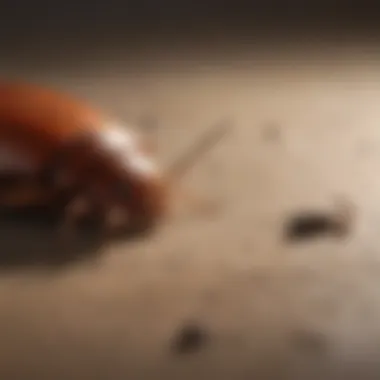 Illustration showing common entry points for cockroaches in a household