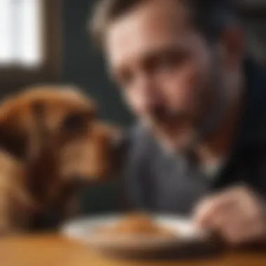 Owner Encouraging Eating Behavior A dog owner gently encouraging their pet to eat