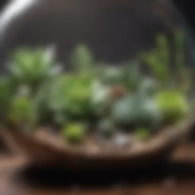 Materials Layering for Optimal Growth Layering materials for terrarium construction