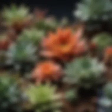 Vibrant selection of succulents ready for terrarium