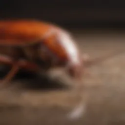 Close-up view of a cockroach on a surface