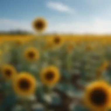 Vibrant sunflower field in full bloom under a clear blue sky