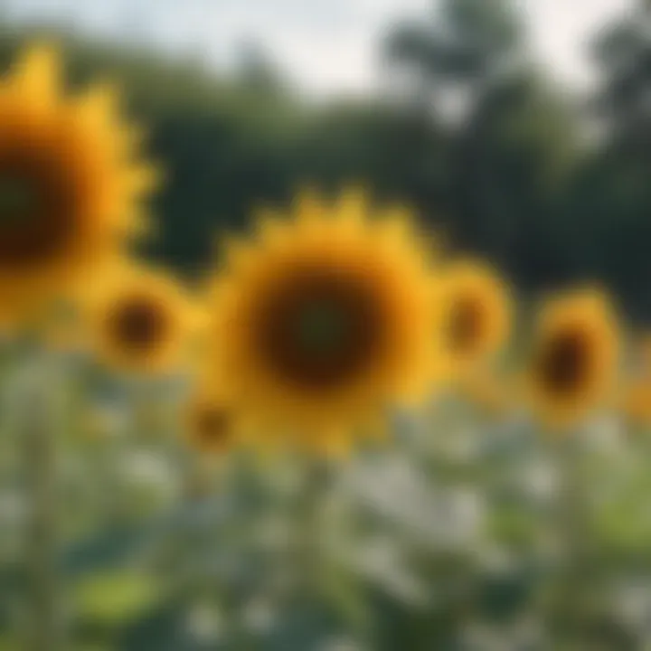 Sunflowers attracting bees and butterflies in a garden