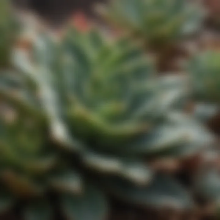 Close-up view of healthy succulent leaves ready for propagation