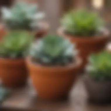 Variety of succulent plants in diverse pots showcasing propagation techniques