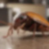 Close-up of a cockroach in a kitchen setting
