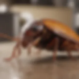 Close-up of a cockroach in a kitchen setting