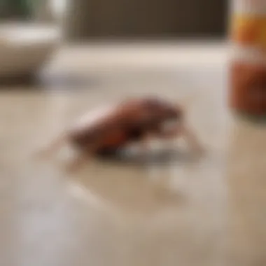 DIY Solutions for Cockroach Control Natural remedies for cockroach control displayed on a countertop
