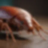 Close-up of a cockroach showcasing its physical features