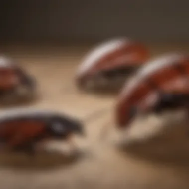 Visual comparison of cockroaches and similar insects