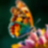 Intricacies of Butterfly Wing Patterns A close-up of a vibrant butterfly perched on a flower, showcasing its intricate wing patterns.