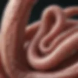 Close-up view of intestinal worm types