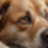 A close-up view of a dog showing signs of fatigue and lethargy, indicating potential heartworm disease.