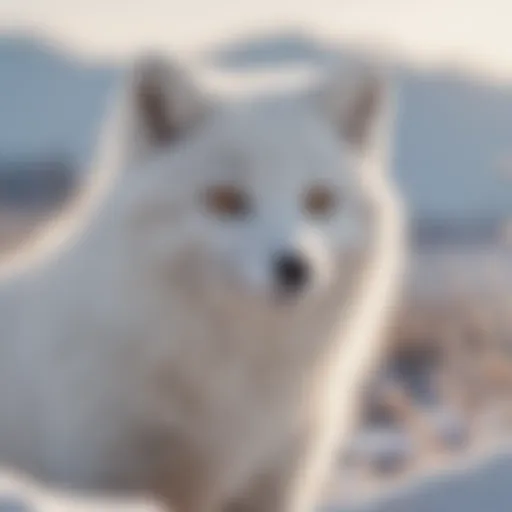 A close-up of an Arctic fox in its natural snowy habitat, showcasing its thick winter coat and vibrant eyes.