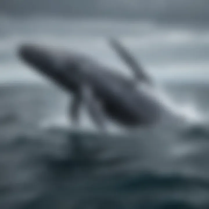 A stunning illustration of humpback whale migration patterns across the ocean