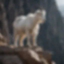 A majestic goat standing on a rocky cliff