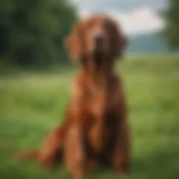 A majestic Irish Setter in a lush green field