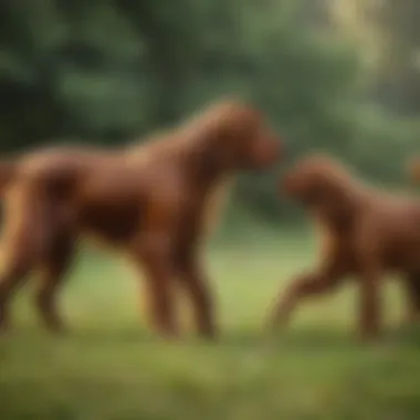 An Irish Setter playing with children