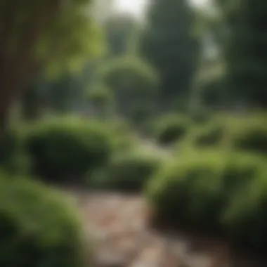 A beautifully landscaped yard featuring various evergreen shrub species.
