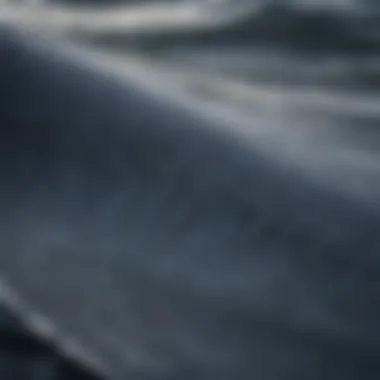 A close-up of a blue whale's dorsal fin breaking the surface, emphasizing its scale against the ocean backdrop.
