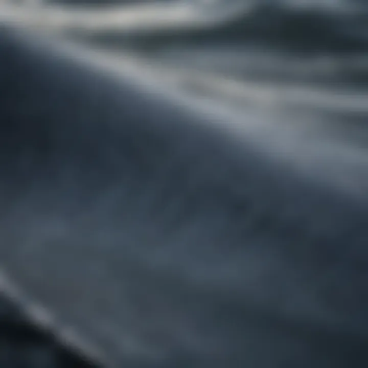 A close-up of a blue whale's dorsal fin breaking the surface, emphasizing its scale against the ocean backdrop.