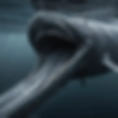 An underwater view of a blue whale feeding, illustrating its baleen plates and feeding behavior.