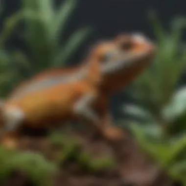 A close-up of different lizard species in their respective terrarium setups.