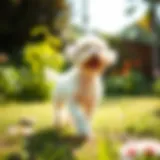 A Maltese Poodle mix playing in a sunny garden