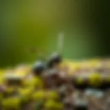 Managing Ant Infestations in the Household Introduction
