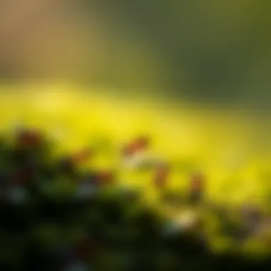 Managing Ant Infestations in the Household Summary Managing Ant Infestations in the Household Summary