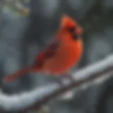 A vibrant cardinal bird perched on a snowy branch, showcasing its bright red plumage against a winter backdrop.