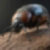 A close-up of a native Michigan beetle showcasing its distinctive markings.