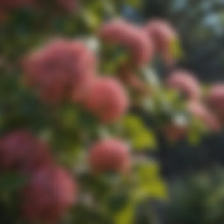 Monrovia Viburnum in full bloom showcasing its vibrant flowers.
