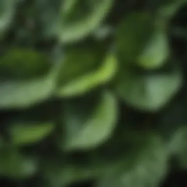 Close-up view of Monrovia Viburnum leaves highlighting their texture.