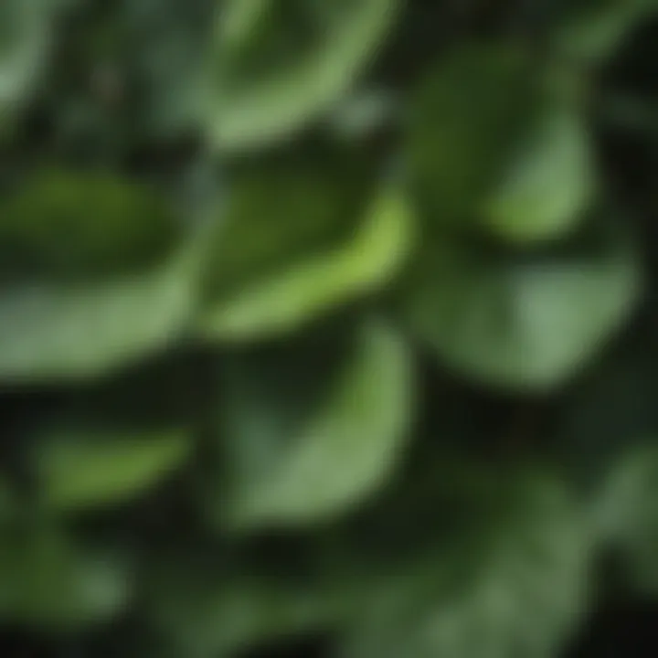 Close-up view of Monrovia Viburnum leaves highlighting their texture.