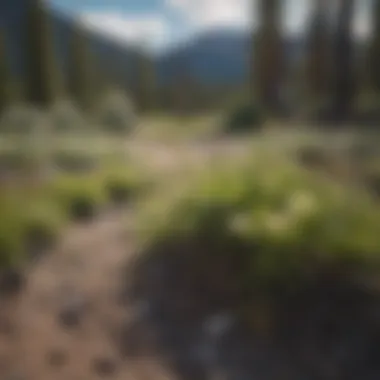 Lush greenery and blooming flowers in Yellowstone during spring