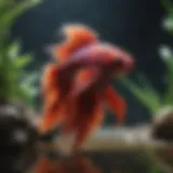 Vibrant Betta fish swimming in a well-maintained aquarium