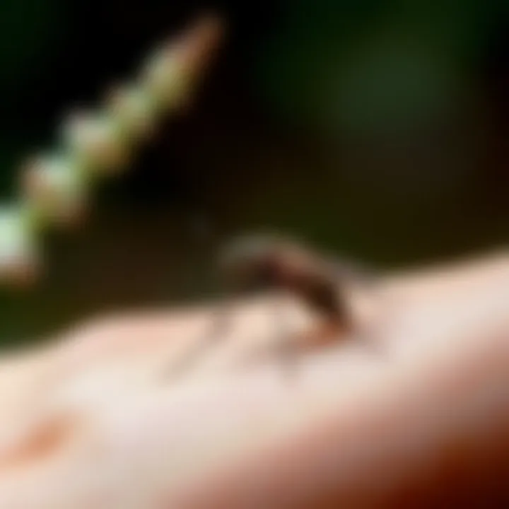 Natural Itch Relief Remedies Natural remedies for alleviating itch from insect bites