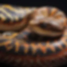 A vibrant collection of various ball python morphs showcasing their unique patterns and colors