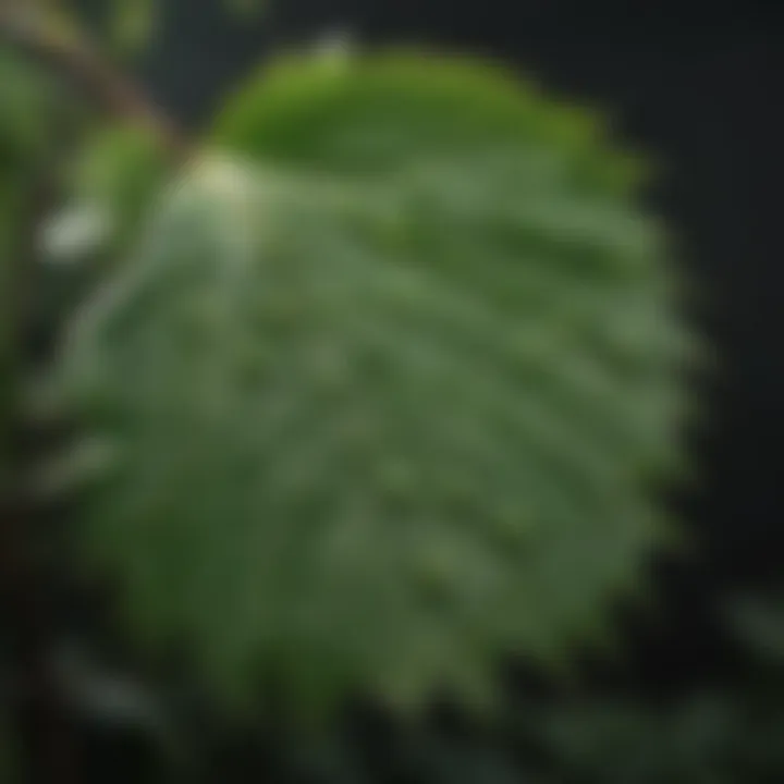 Close-up view of neem oil droplets on a leaf