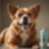 A jar of no brush dog toothpaste beside a happy dog