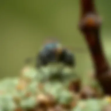 No-See-Ums in Their Environment Illustration of no-see-ums in a natural habitat