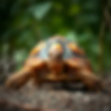 Notable Nutritional Insights into Sulcata Tortoise Foods Notable Nutritional Insights into Sulcata Tortoise Foods