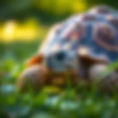 Nutritional Insights into Sulcata Tortoise Foods Summary Nutritional Insights into Sulcata Tortoise Foods Summary