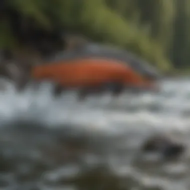Salmon Jumping Upstream in Alaskan River Salmon jumping upstream in a clear Alaskan river