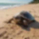 Newly hatched turtle emerging from sand