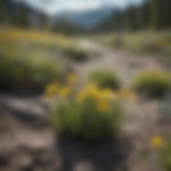 Blooming wildflowers in Yellowstone during spring